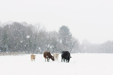 Cows Grazing On Snowy Landscape During Snowfall
