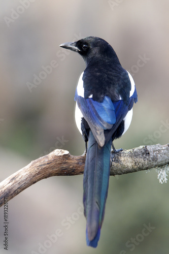 Fotografía Common magpie, Pica pica
