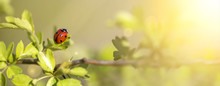 Springtime Concept - Web Banner Of A Ladybug As Sitting On A Leaf