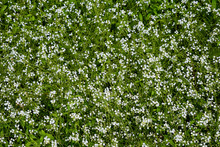 Green Grass Field Of White Flowers Abstract Pattern Background