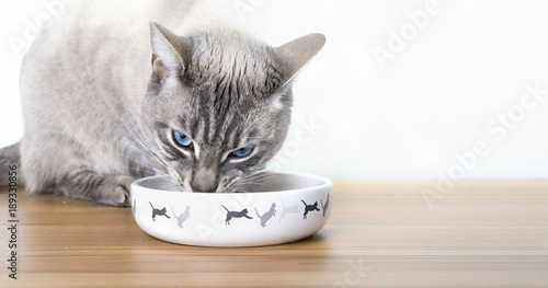 Plakat Koty dieta.