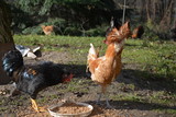 Fototapeta Las - kura ozdobna kura ogrodowa czubatki kura z czubem decorative hen garden