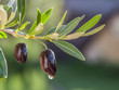 Drop of olive oil falling from berry and glittering in the sun. Nature background.