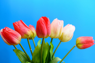 Gently pink and red tulips in a bouquet on a blue background.