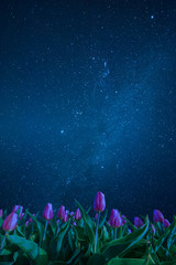 Wall Mural - night landscape with milky way
