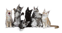 Row Of 7 Maine Coon Cat / Kittens Acting Funny Isolated On A White Background