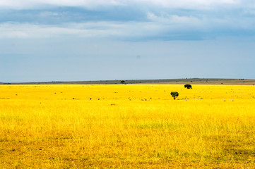 Wall Mural - Storm on the savannah and hills of Maasai Mara Park in North West Kenya