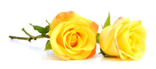 Yellow Roses Isolated On White Background