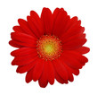 © ImagesMy - Red daisy on white background