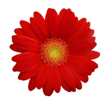 Red Daisy On White Background