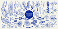 Vector Botany Collection. Retro Hand Drawn Illustration Set.
