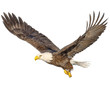 Bald eagle flying hand draw and paint color on white background illustration.