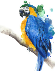 Parrot macaw blue and yellow colors watercolor painting illustration isolated on white background