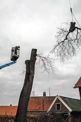 Sticker - Tree surgeon in platform and large branch lifted by crane.