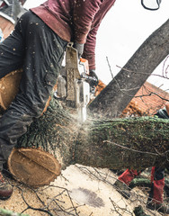 Poster - Arborist chainsawing pieces of wood of cut down old oak.