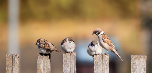 Canvas Print - funny little birds, the sparrows sitting with Chicks on an old wooden fence