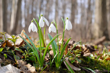 First Snowdrops In The Forest In Spring