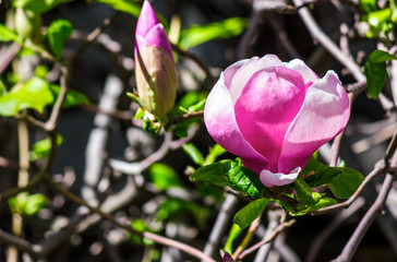 Wall Mural - branch with magnolia flowers close up on a blurry wall background