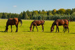 gehende Pferde auf der Weide