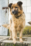 Fototapeta Psy - Psy to zwierzęta towarzyszące człowiekowi od lat. Na polskich wsiach często chronią gospodarstwa przed niepożądanymi ludźmi.
