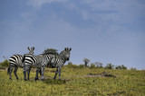 Fototapeta Sawanna - herd of zebra