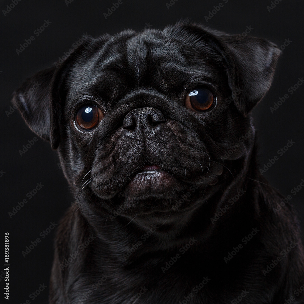 Black pug dog, on a black background, portrait Stock Photo | Adobe Stock, image size:1000x1000