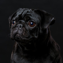 Black Pug Dog, On A Black Background, Portrait