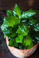 Canvas Print - Coffea arabica - coffee plant in a flower pot.