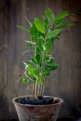 Wall Mural - Laurel tree - Laurus nobilis as a house plant.