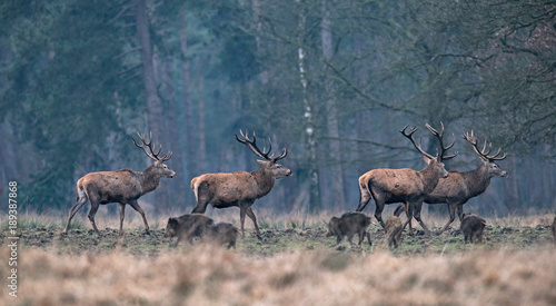 Cuadros en Lienzo Group of red deer stag and wild boar in forest meadow.