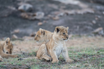 Sticker - African lion cubs