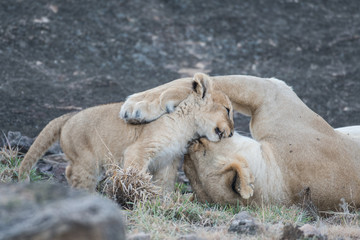 Sticker - Lioness and its cub