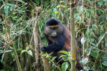 Sticker - Golden monkey in Volcanoes National Park