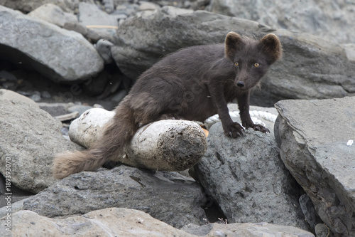 Breast-feeding female of the Commanders blue arctic fox jn the Copper island whi Poster