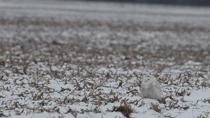 Sticker - Portrait of a snowy owl during snowy owl irruption into Indiana and other parts of the United States in December 2017.