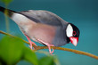 Java sparrow, padda oryzivora sitting on a branch in front of a dark bluish background looking downwards