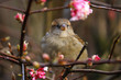 female sparrow (passer domesticus) perching on a branch between pink blooming blossoms in winter