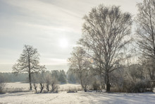 Natur Med Frostiga Träd Och Buskar Ute På Värmdö En Vacker Vinter Dag
