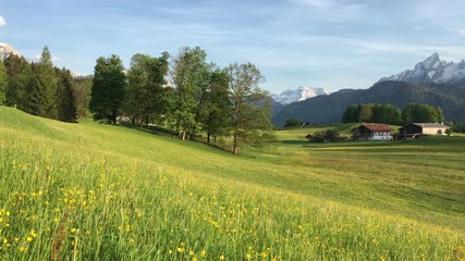 Wall Mural - idyllic mountain scenery with watzmann mountain summit and blooming meadows in the alps in springtim