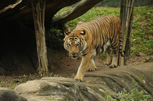 The Malayan Tiger (Panthera Tigris Tigris)