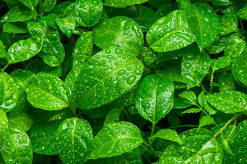 Wall Mural - Beautiful green leaf with drops of water