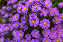 Purple Flowers Of Italian Asters, Michaelmas Daisy (Italian Starwort, Fall Aster, Violet Blossom)