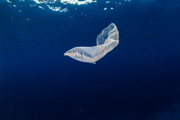 Wall Mural - Marine Pollution - a discarded plastic packet floats in the ocean above an otherwise healthy tropical coral reef