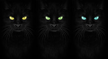 Black Cat Looking At The Camera, Close-up Cat Portrait