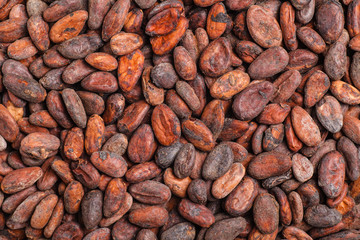 Wall Mural - Raw cocoa beans background