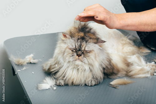 Sleeping Cat During Haircuts In Grooming Salon Selective