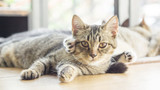 Fototapeta Koty - Gray striped kitty lying in the room.