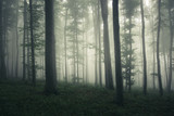 Fototapeta Tęcza - foggy woods background, fantasy landscape