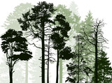 Fototapeta Las - evergreen trees in forest on white