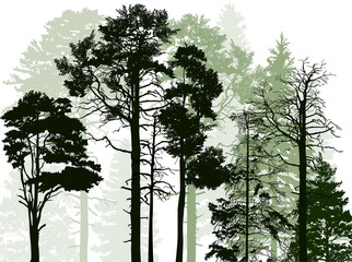 Wall Mural - evergreen trees in forest on white